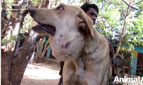 流浪狗下巴长了个肿瘤在街上晃荡,流浪狗下巴有个瘤