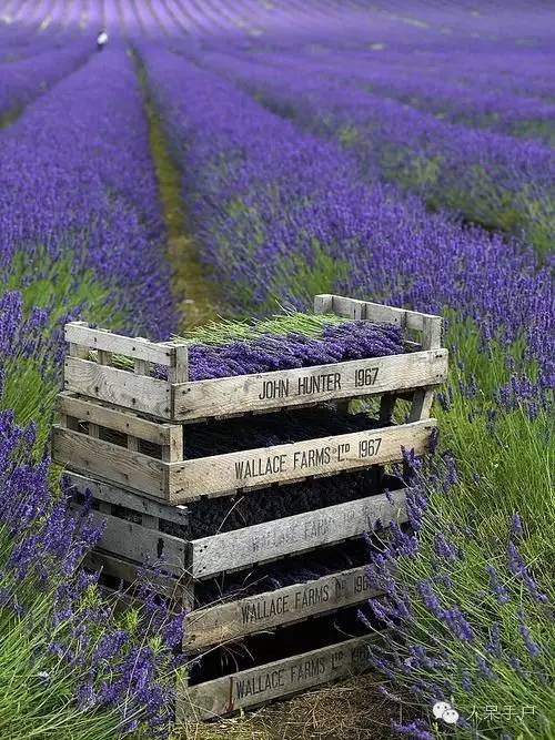 新年赏国花,世界各地最美的国花