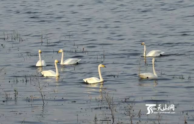 运城温泉门票热卖,运城附近的温泉哪里好