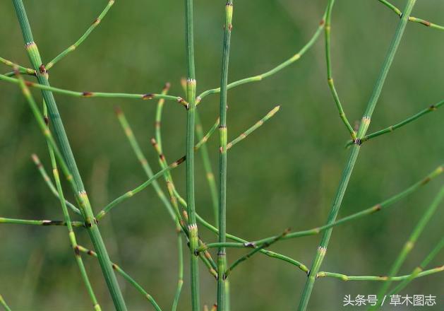 野生接骨草的作用,骨节草能吃吗