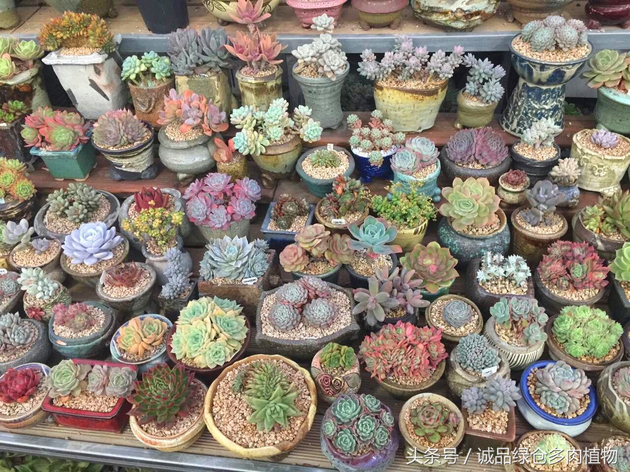 韩国正品直邮到手,韩国直邮多肉开箱