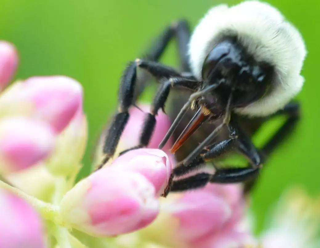 看昆虫各式“大嘴”如何吞天吞地~
