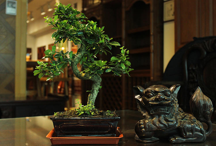 哪些绿色植物可以净化室内空气,室内绿色植物多的优点与缺点