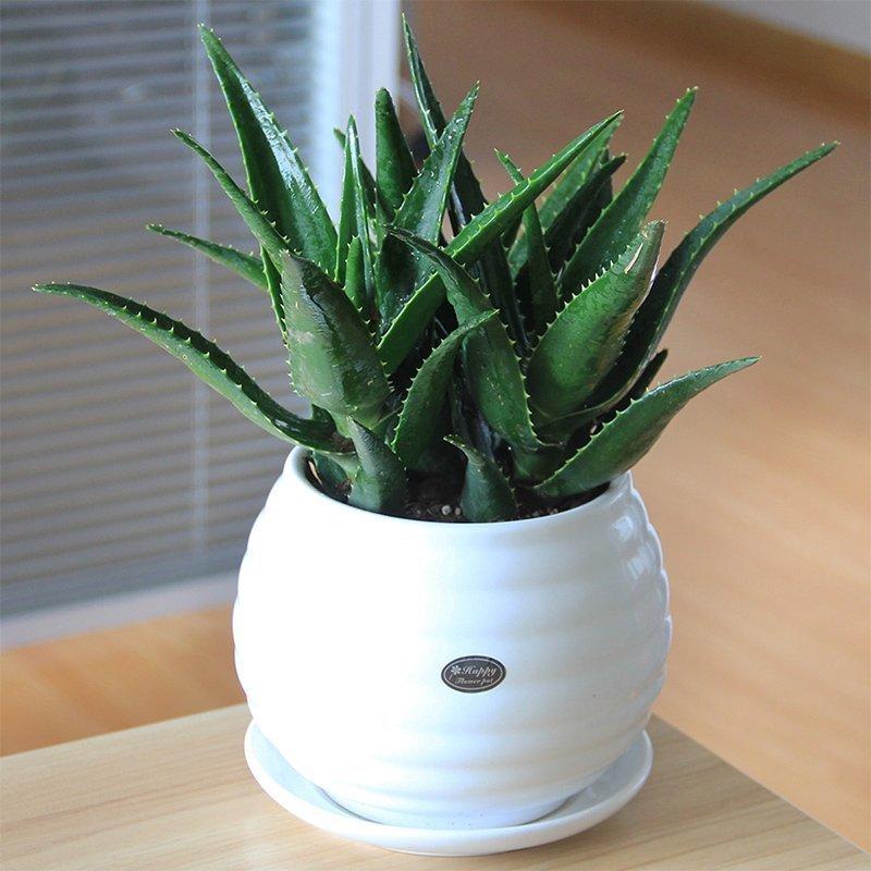 哪些绿色植物可以净化室内空气,室内绿色植物多的优点与缺点