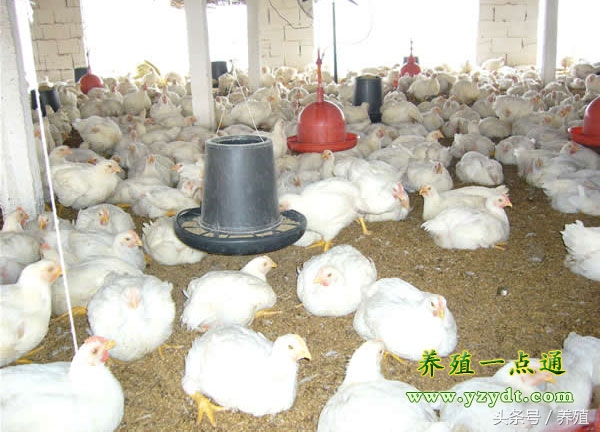 发酵床养鸡技术大全,发酵床养鸡的7大方法