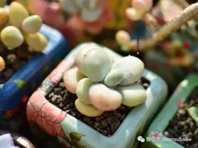 养肉路上不孤独，这些多肉趣事，你遇到过吗？