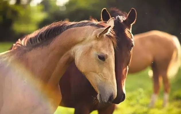 土澳的餐桌上不止有袋鼠肉了,负鼠,骆驼,驴子马肉统统上线了!