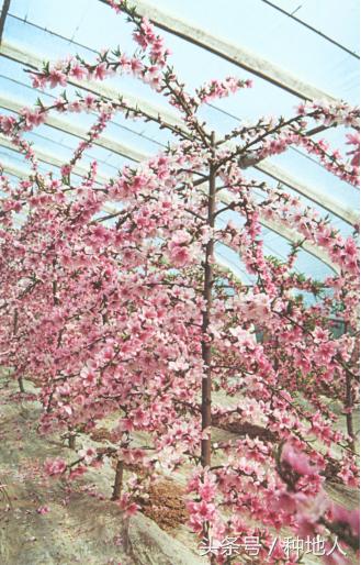 一年生小桃树修剪,桃树怎么修剪树枝