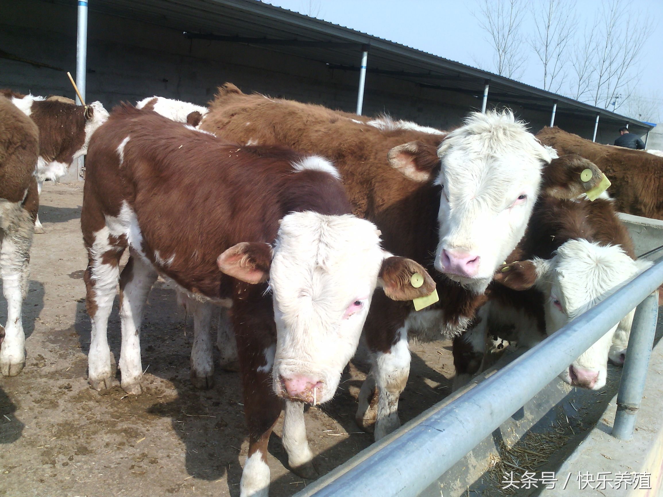 养牛赚钱怎么算利润的比例,养牛投入200万一年能赚多少钱