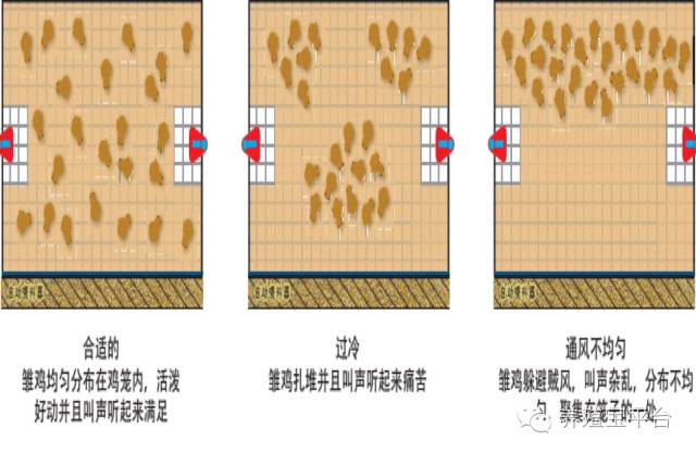 爱佳集团杨经理,杨文斌的养殖场