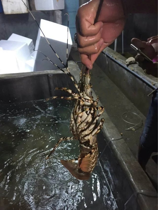 越南越美芽庄,越美芽庄是什么