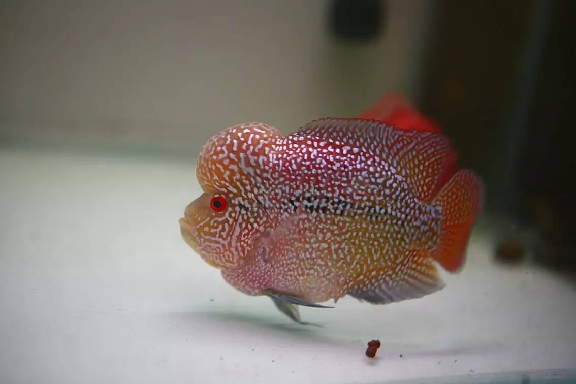 罗汉鱼被压制怎么办,罗汉鱼压苗是什么意思