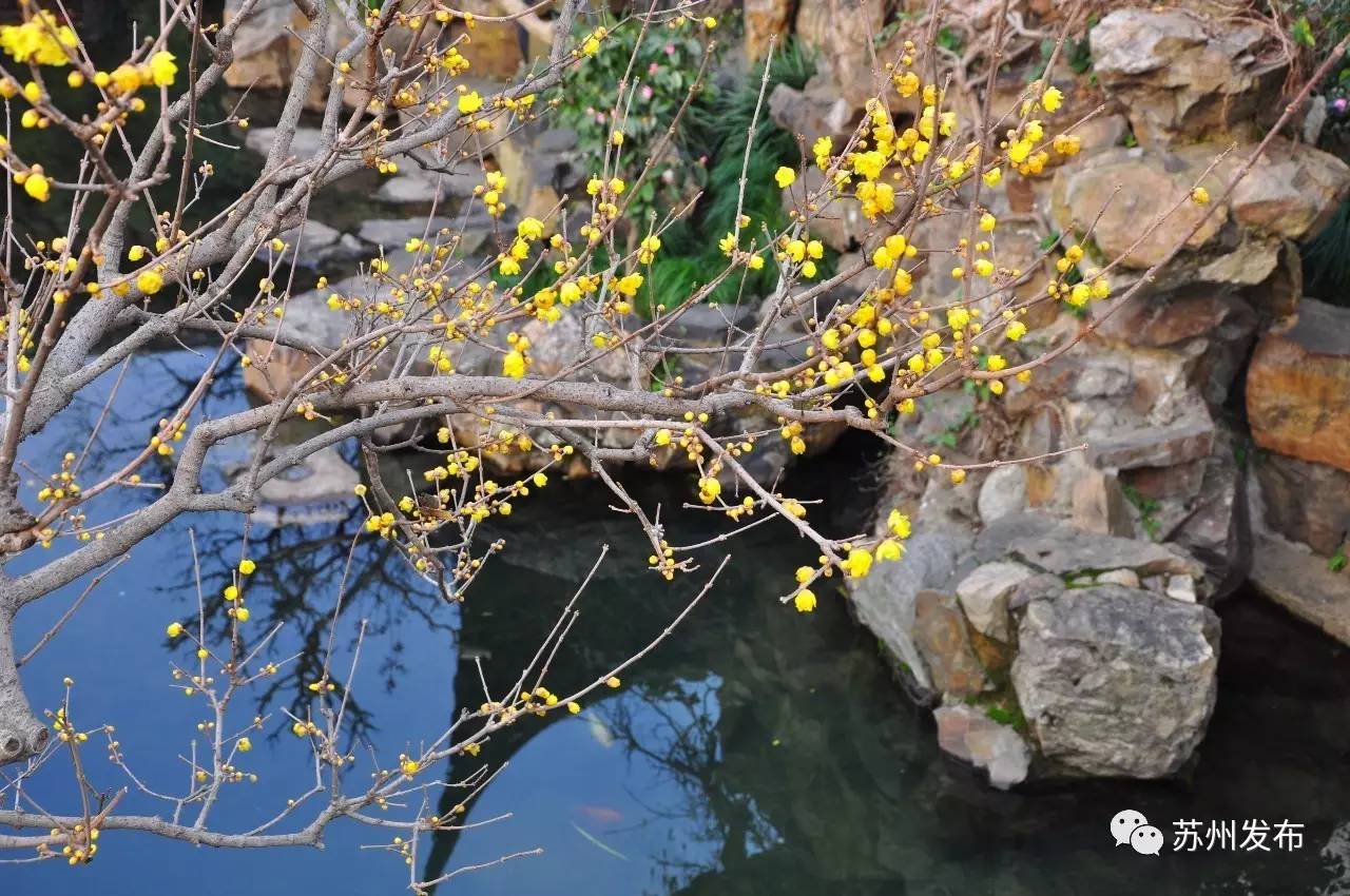 网师园里访腊梅:香密染成宫样黄……