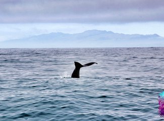 「2016.10RaesTriptoNewZealand」11日初次南半球之纽西兰