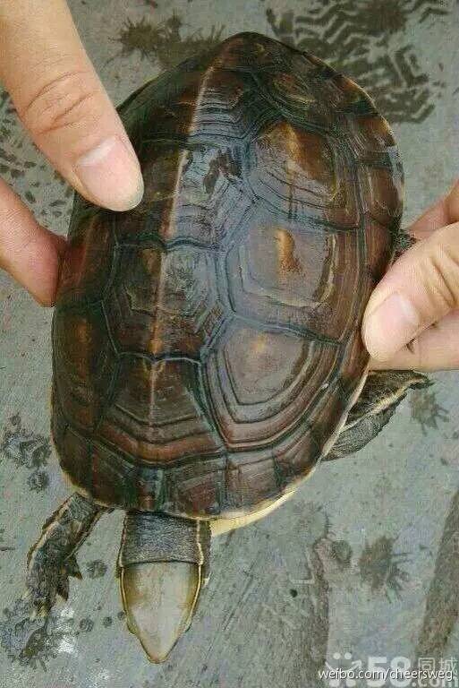 中国8种濒危物种是什么,中国极度濒危的十大物种名单