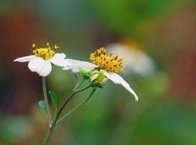 乡下粘人的草有哪些,粘人草有什么功效治什么病