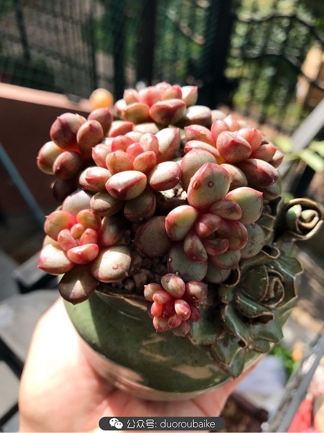 大姬星美人多肉,姬星美人怎么样爆盆