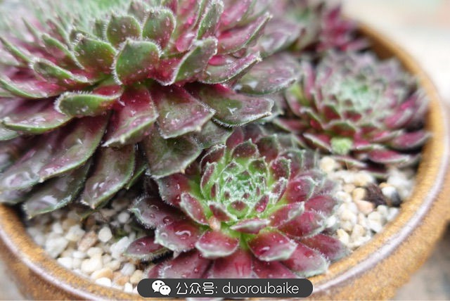 爱生活爱养花花卉绿植养护小知识,爱生活爱养花多肉植物养护小技巧