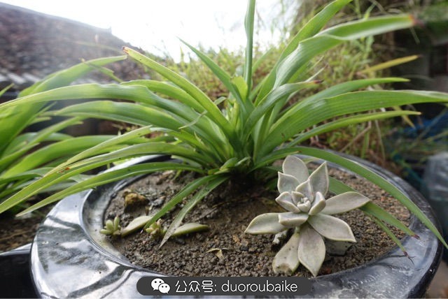 新手种植多肉植物教程,爱生活爱养花花卉绿植养护小知识