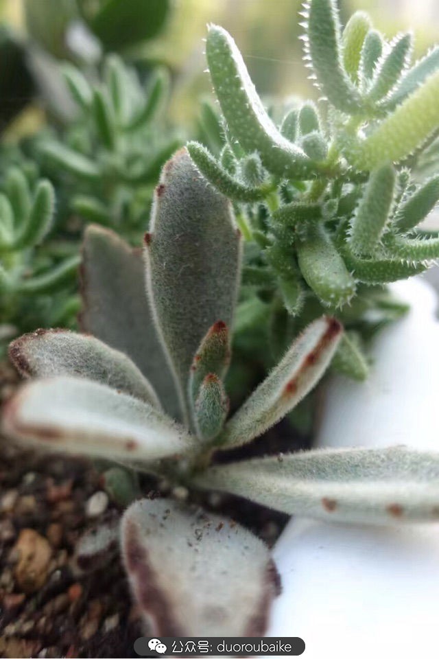 新手种植多肉植物教程,爱生活爱养花花卉绿植养护小知识