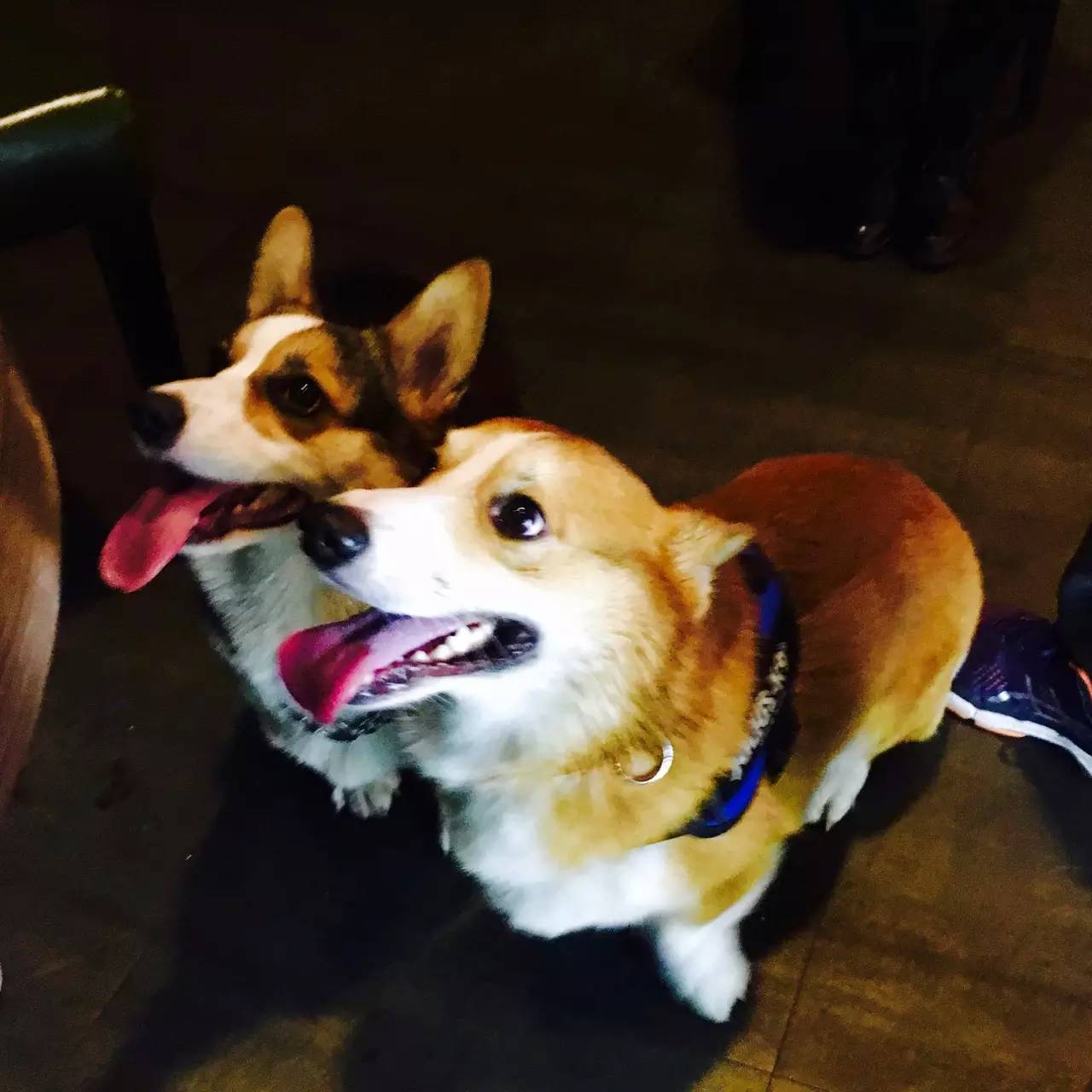 短腿男神蹭吃蹭喝欢乐多，“贱”装出席女票的生日派对