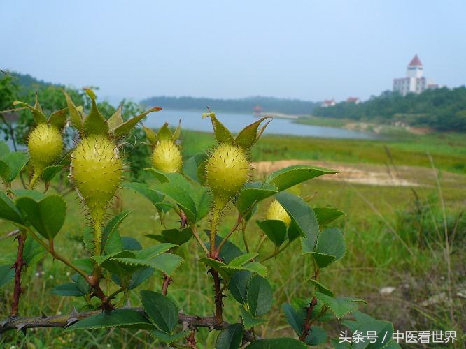 生吃糖罐子有什么功效,糖罐子有降糖功能吗