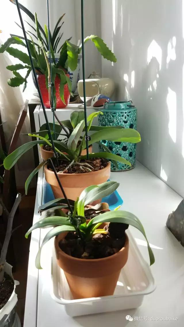 养多肉人发的朋友圈,养肉者们分享的多肉视频