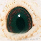鸽子眼怎么区分明和暗,鸽子眼基本结构讲解