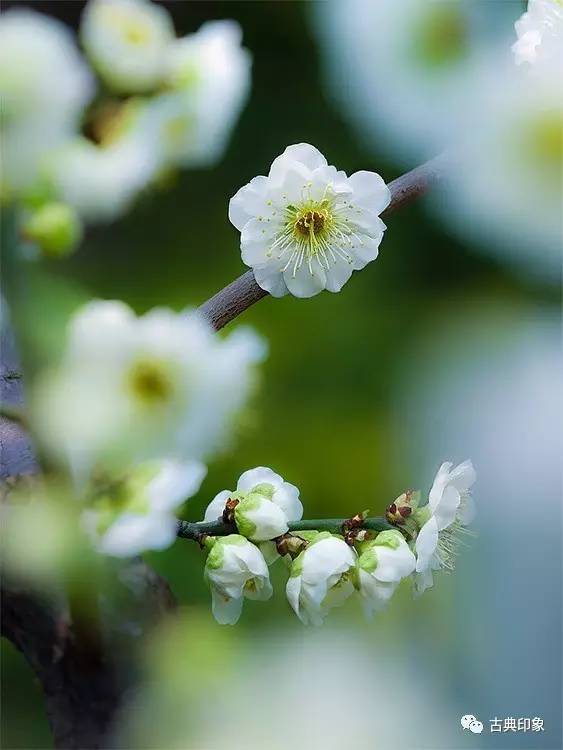青江梅花香雪海,香雪海梅花国画