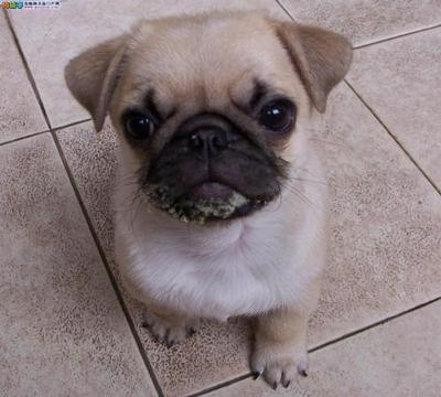 一个月的小巴哥犬,巴哥犬训练教程