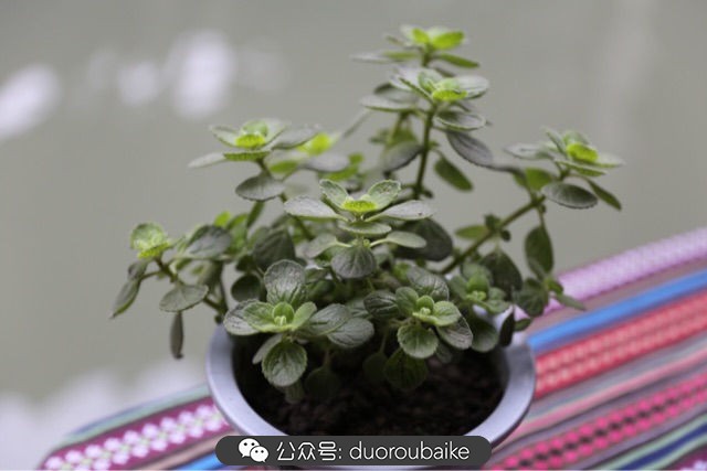 古镇寻肉记:那些旅行中遇见的植物!