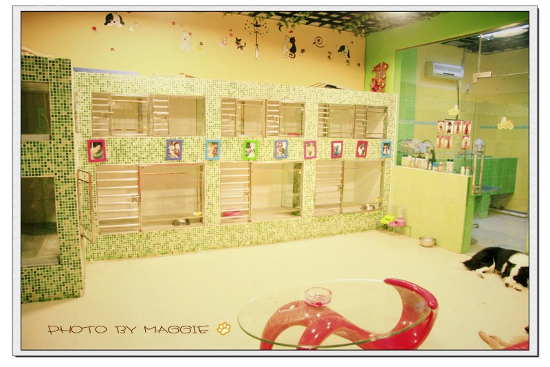 寄养什么宠物便宜,什么寄养中心最好