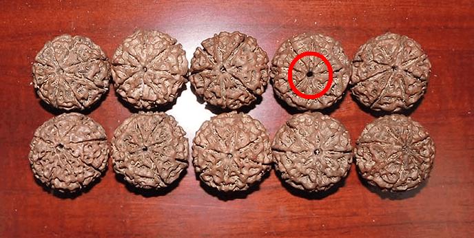 落地红和金刚菩提的区别,落地红能盘出金刚菩提的效果吗