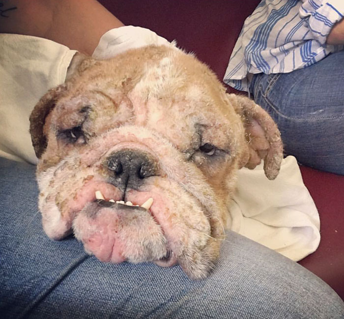 狗狗被主人虐待身上全是虫卵,小狗被主人虐待瘦骨如柴