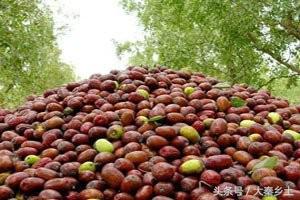 在农村种植什么最合适最挣钱,现在适合农村种植的什么最赚钱