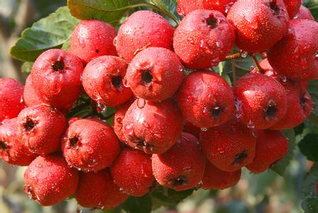 20种天然地道食材,20种天然食物排行榜