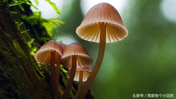 食用菌蘑菇种植技术发展史,食用菌蘑菇叫什么
