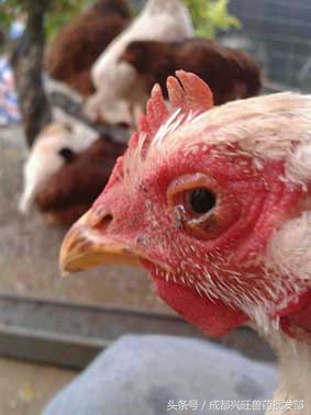 引起鸡眼睛常见的病因,鸡常见眼病