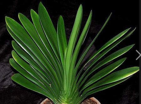 君子兰根烂了新换的土怎样浇水,君子兰烂心处理完可以浇水吗