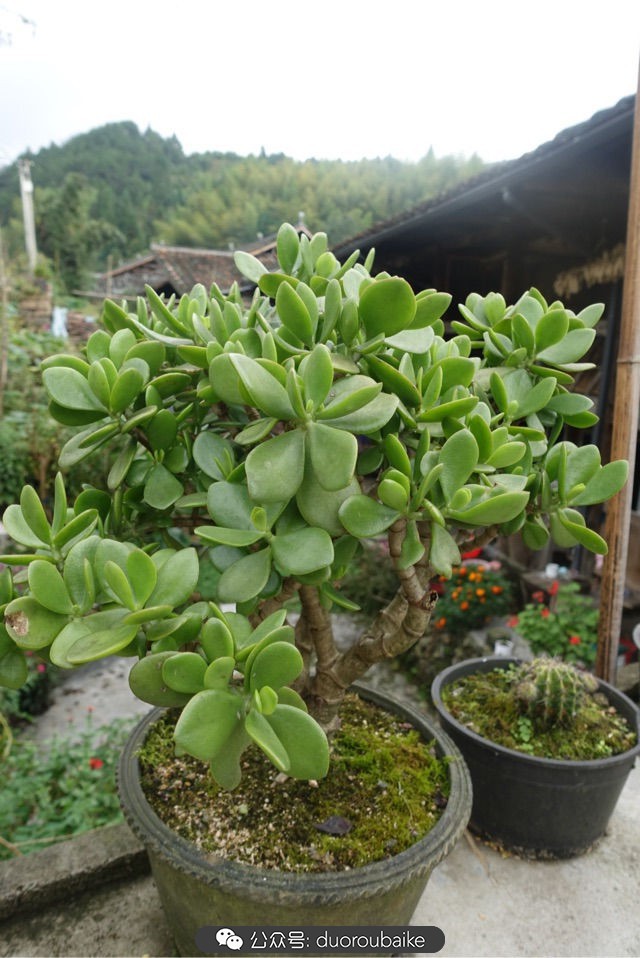 新手种植多肉植物教程,爱生活爱养花花卉绿植养护小知识