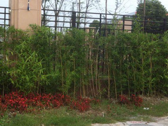 自己用竹子手工打造钓鱼竿，附上完整设计图和流程图