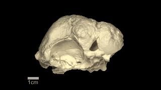 2021年神兽大全,1-8世代神兽盘点