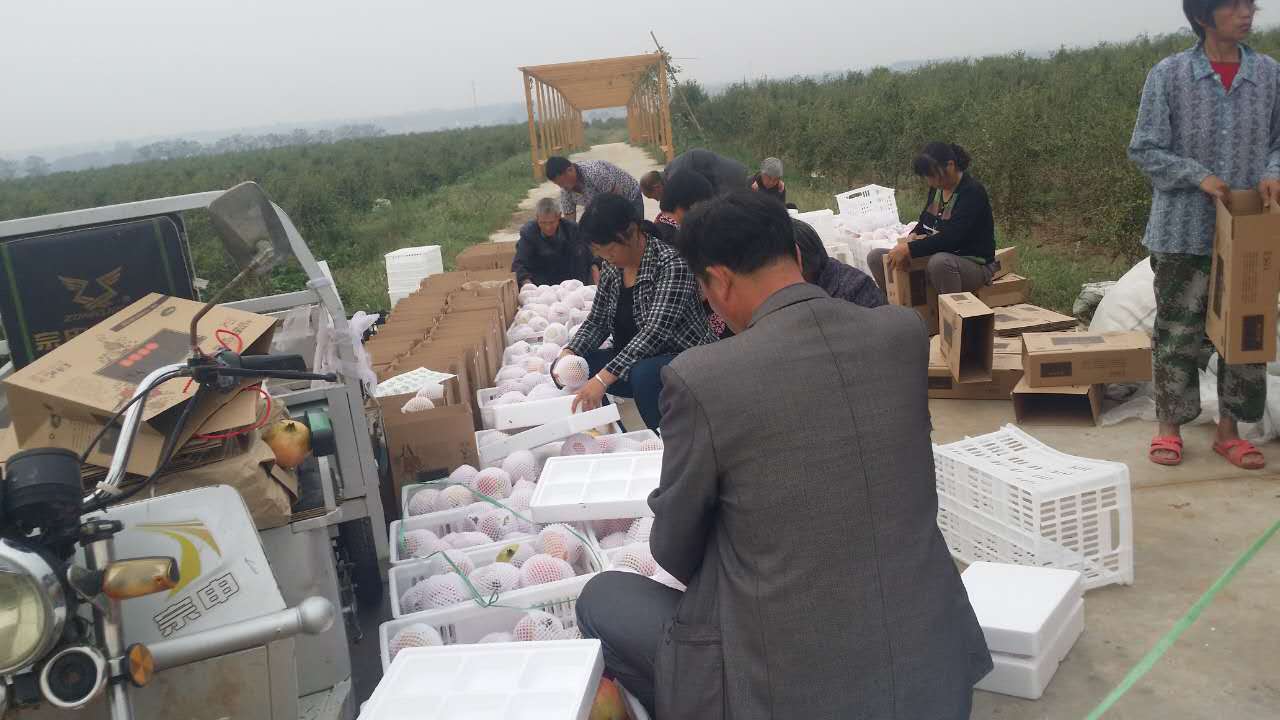 突尼斯软籽石榴正宗苗,突尼斯软籽石榴什么时候开花结果