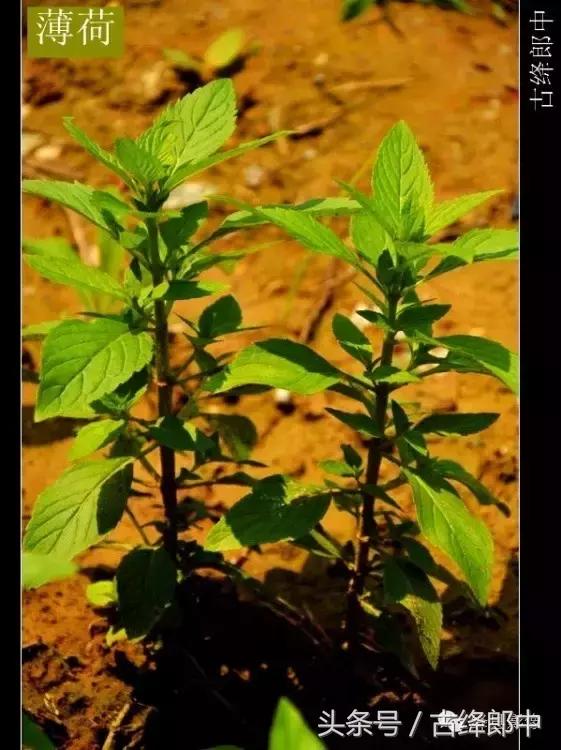 民间草药薄荷的作用,南方山林里的常见草药