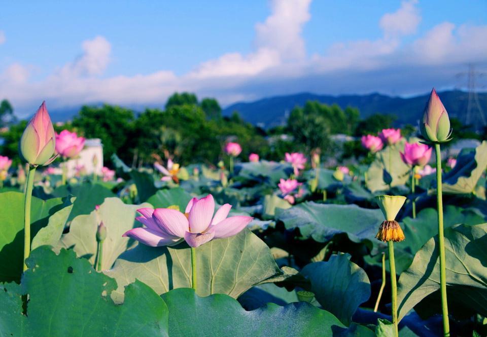 深圳哪里有大片的花海可以欣赏,深圳的花海有多美