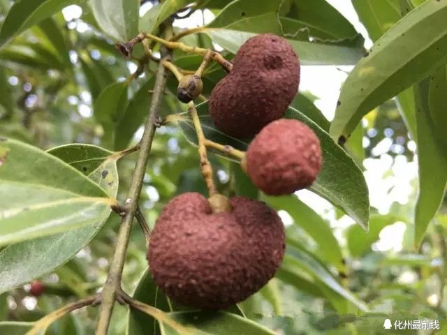 可爱的家乡电白,茂名有可爱的家乡吗