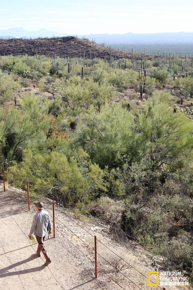 图森仙人掌,图森地理位置