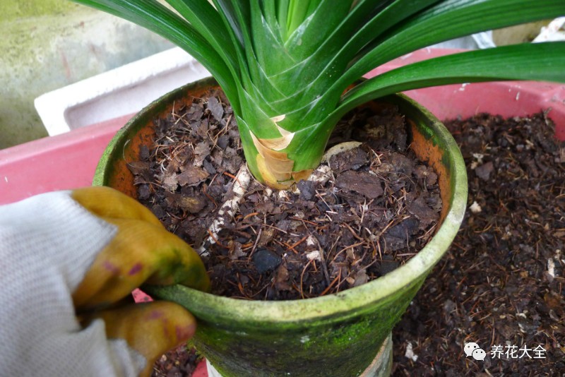 别人家的君子兰,君子兰没长出来就开花了怎么回事