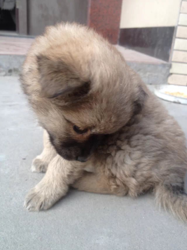 她叫肉肉（土话；扭扭）