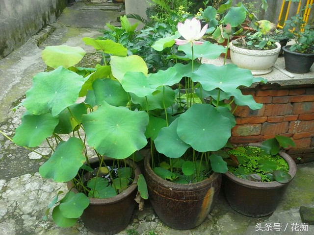 一节藕种出一池莲花,荷花盆景藕种